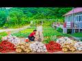 DIY Biological Pesticide from Ginger, Garlic &amp; Chili | Spraying Vegetables Damaged by Pests
