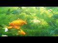 Подводная съёмка кормления золотых рыбок. Unterwasseraufnahme der Goldfische.