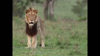 Darkmane Avoca Lion RIP June 2013  November 2022 #lions