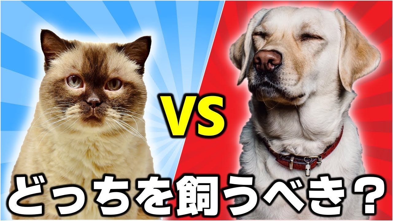 あなたはどっちと相性がいいか？猫と犬の10の違いを解説！