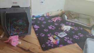 Akc Staffordshire Bull Terrier Puppies 6 Weeks