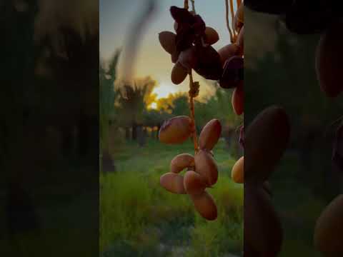 بر آستان غروب با شجریان نخلستان های اهرم تنگستان        