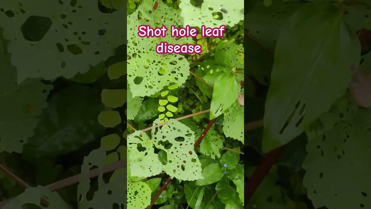 Shot hole disease, or coryneum blight, is caused by the fungus Wilsonomyces carpophilus.