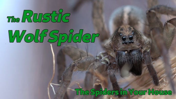 MEET The LARGEST WOLF SPIDER In The US! 