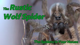 The Spiders in Your House  The Rustic Wolf Spider