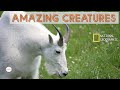 Rocky Mountain Goat - Observation and Close Ups