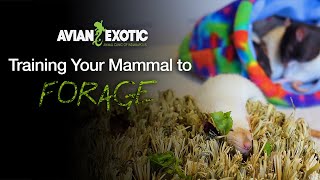 Training Your Exotic Companion Mammal to Forage