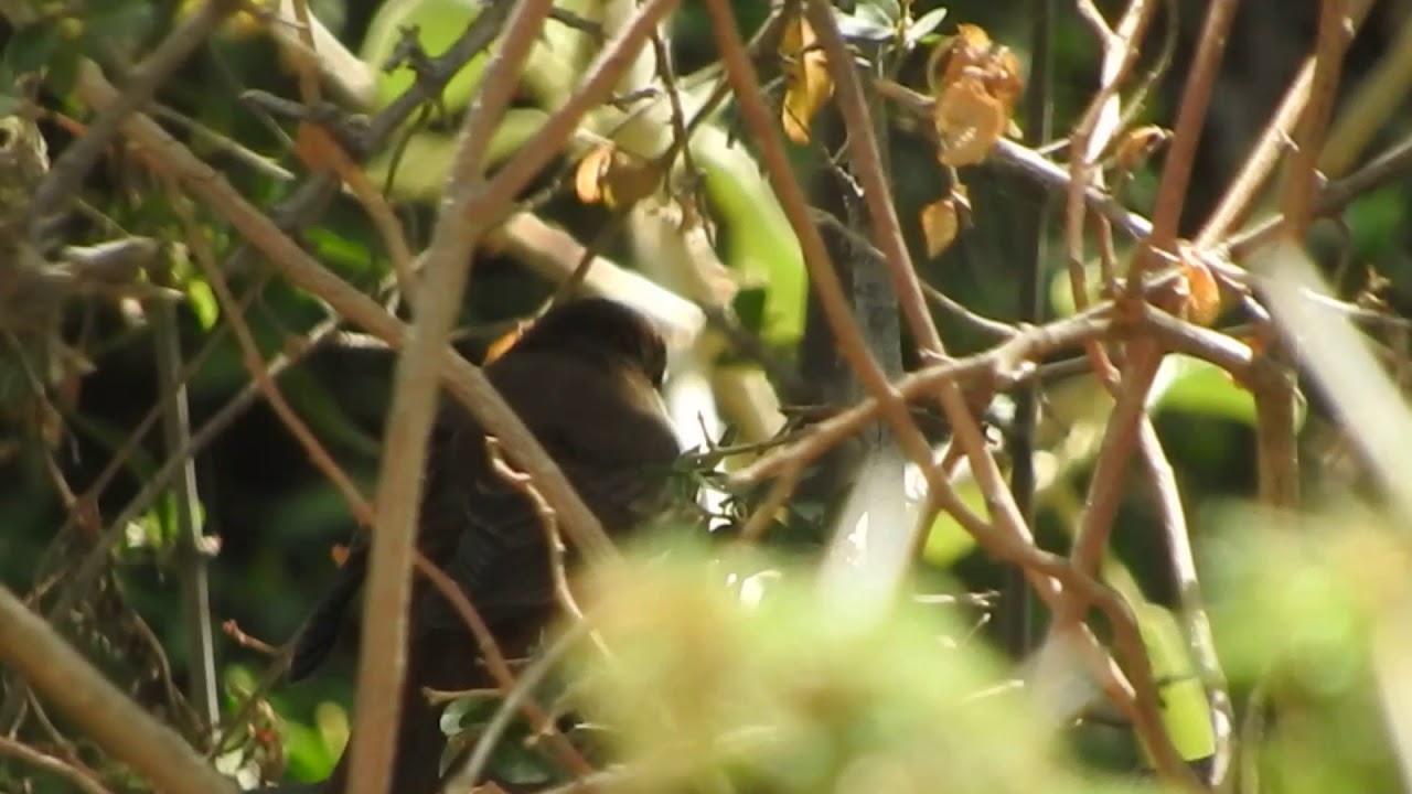 Birds of Saudi Arabia: Thrush Nightingale at Wadi Al Tale'a, Abha