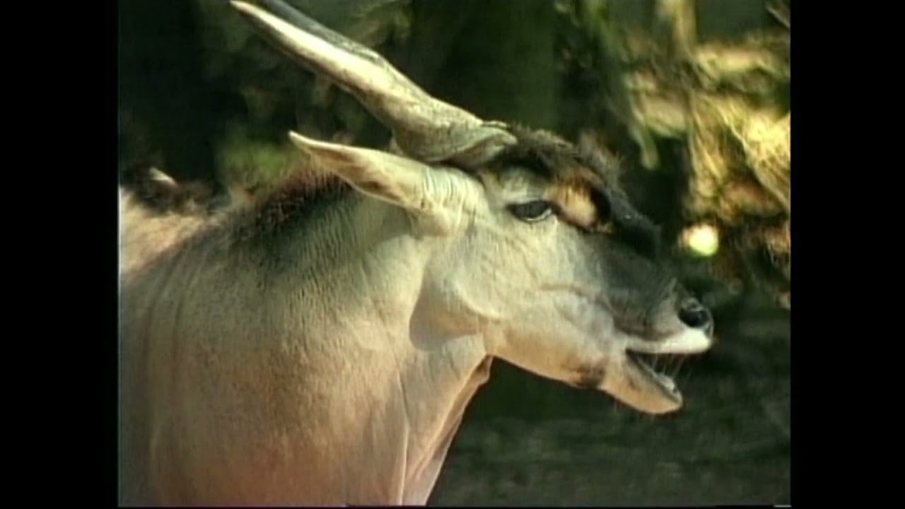 (Антилопа) Канна - Taurotragus oryx - Канна звичайна - Сommon eland