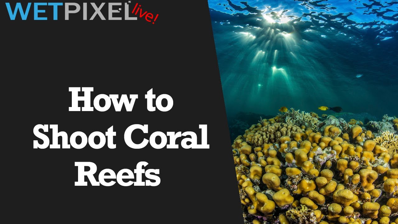 Underwater Image-Makers Guide to Coral Reef Photography - YouTube