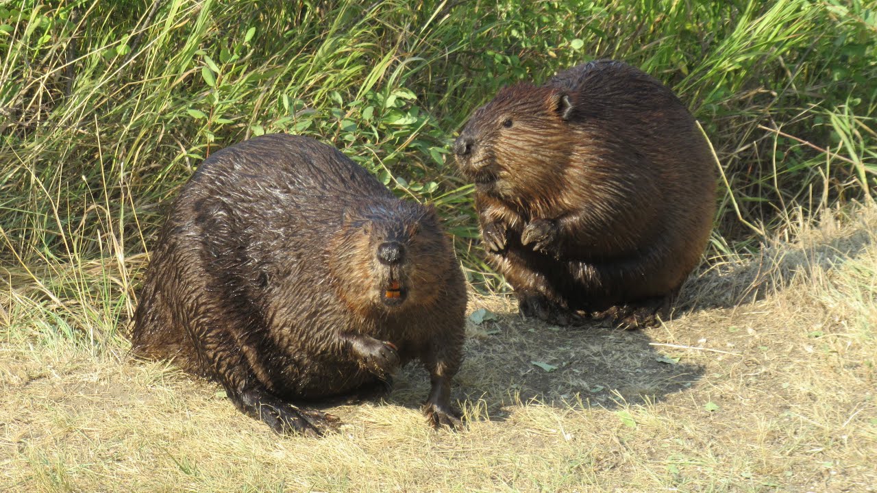 Happy International Beaver Day! Beavers Gotta Beave! - YouTube