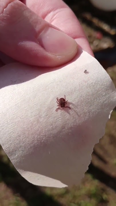 ПОЙМАЛ И ОБЕЗВРЕДИЛ КЛЕЩА /НАДО БЫТЬ ОСОБЕННО ВНИМАТЕЛЬНЫМ ,КОГДА ...