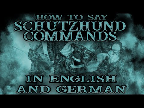 Video: Schutzhund Instruire pentru ciobanii germani