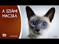 Fajtabemutató: a sziámi macska | s01e02 | #cicavízió