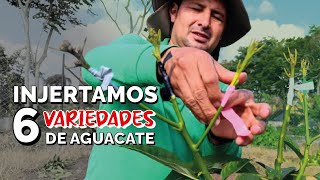 INCREÍBLE proceso de INJERTO ¿Cómo hacer un árbol FRUTERO? #aguacate #palta #injertos