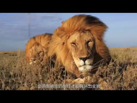 獅子生與死：為什麼獅子是群體動物？
