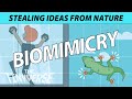 Biomimicry 101 - Examples Of How We Copied Nature