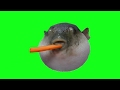 Pufferfish eating carrot Green Screen