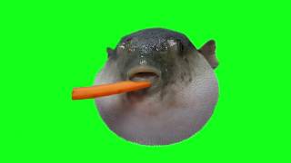 Pufferfish eating carrot Green Screen