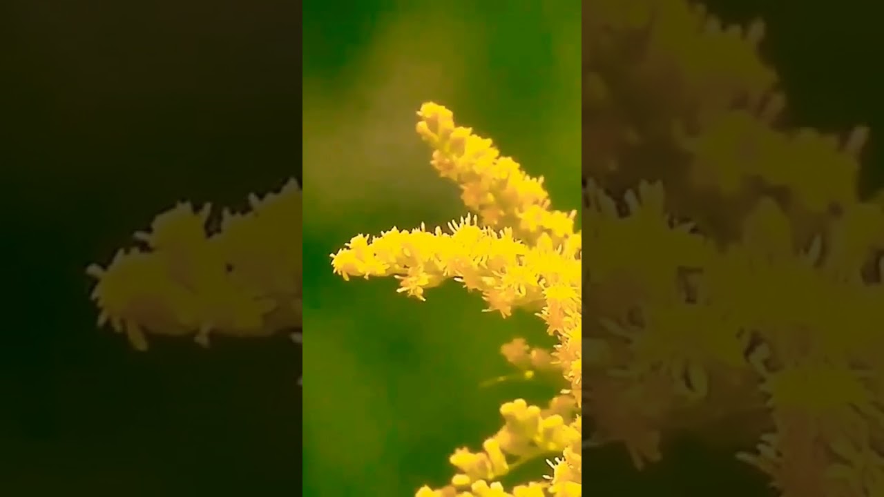 Karu Vandan He Shivnandan Tere Charanon Ki Dhul Hai Chandan2023bhakti Shorts Trending Song - Hindi Status Tube