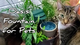 Miniature Oasis: Amazing DIY Pet Fountain