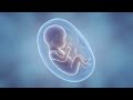 Human Fetus Development in the Womb | 3D Medical Animation (Educational)