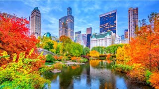 NYC LIVE CENTRAL PARK Fall Foliage &   Midtown Manhattan (October 27, 2022)