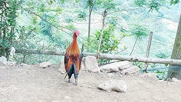 Saib qaib dib qua zoo#gà mồi Fx