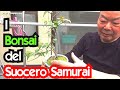 I BONSAI del SUOCERO SAMURAI!- Vivi Giappone