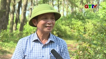 Hơn 4.100 ha rừng sản xuất đạt tiêu chuẩn VFCS| Truyền hình Quảng Trị