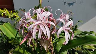 "Queen Emma" Crinum Lily। A Beautiful Big Scented Flower.