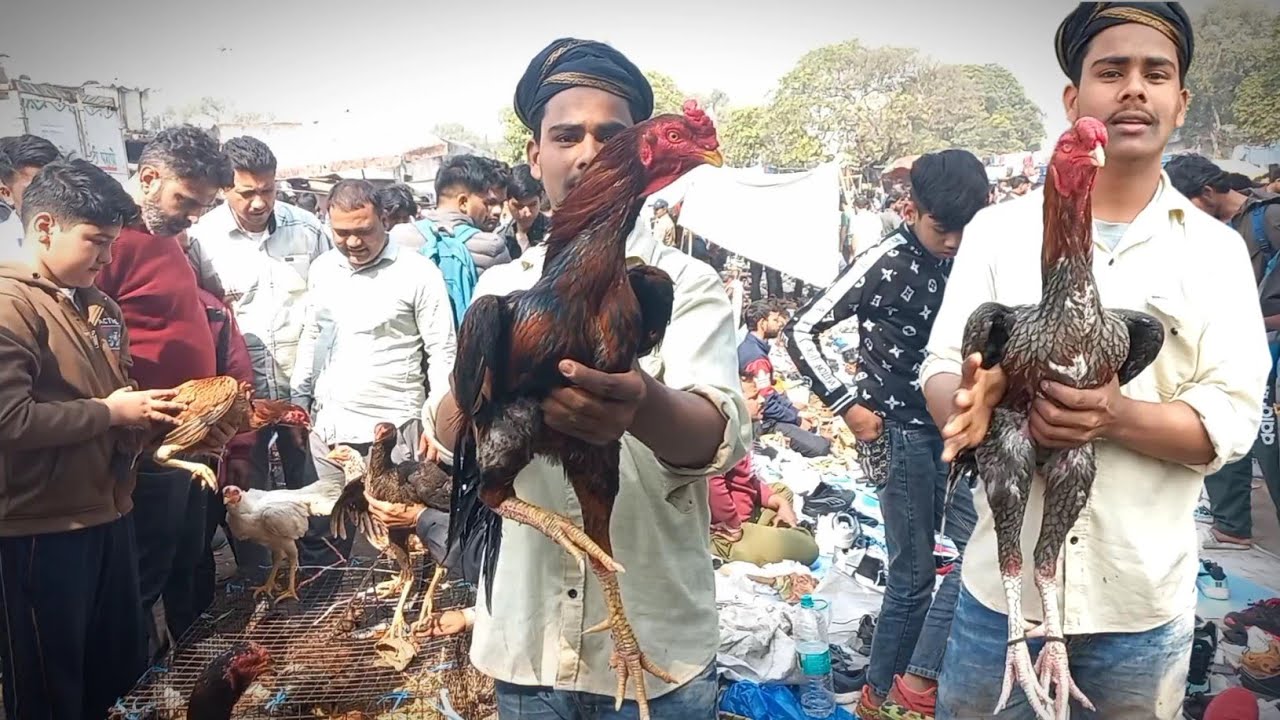 jama Masjid murga market delhi @samisabripets