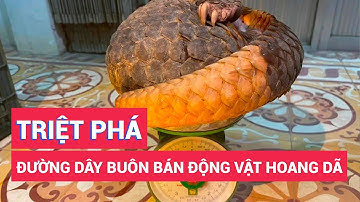 Triệt xoá đường dây buôn bán động vật hoang dã trong danh mục nguy cấp