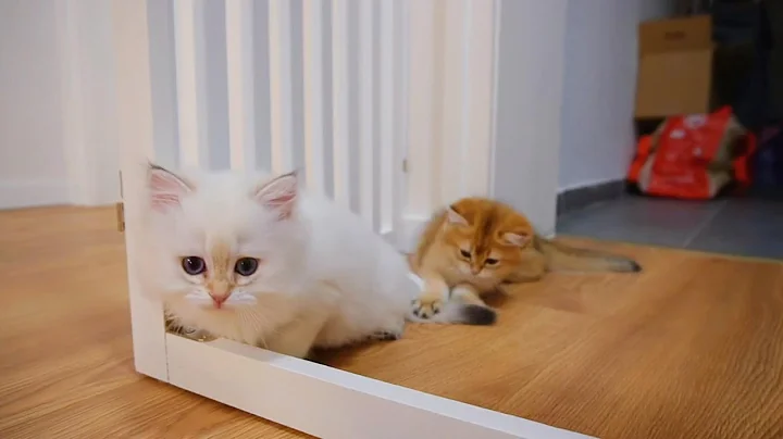 Watch the video about ⚡️ 10-Week-Old Golden British Shorthair Energy Bombs! (ny11/ny1133)