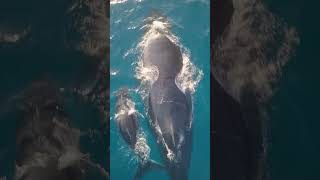 Humpback whale protectng his family & Emotional music #shorts #animals #whale