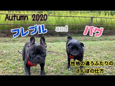 パグandフレブルきょうだい 公園でお散歩 多頭飼いって楽しいよ 黒パグ フレンチブルドッグ Youtube