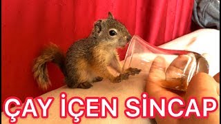 İnce Belli Bardaktan Çay İçen Minik Sincap