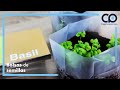 Vídeo: Bolsas de semillas de perejil