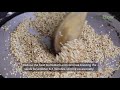 How to Toast Sesame Seeds