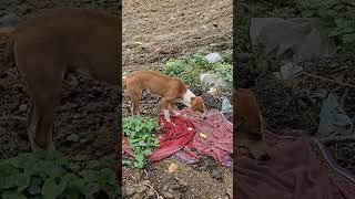 #puppy #dog #streetdog #feed #shorts #viral #video