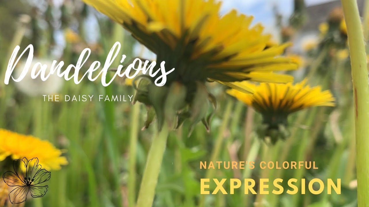 A Dandelion Explosion! - YouTube
