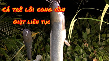 Câu Cá Ổ, Câu Cá Kênh Lục Bình Gặp Ổ Cá Trê Giật Cong Cần
