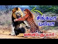 சிங்கம் VS புலி ஜெயிப்பது யார்?