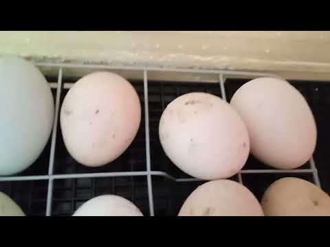 Что же случилось с цыплятами? / перекладка яиц на выводную сетку.