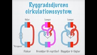 Cirkulation. Transportsystem hos olika djur