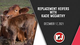 Replacement Heifers | Kacie McCarthy | December 17, 2021