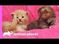 Curious Calico Kittens Explore Their Dog Grooming Salon | Too Cute!