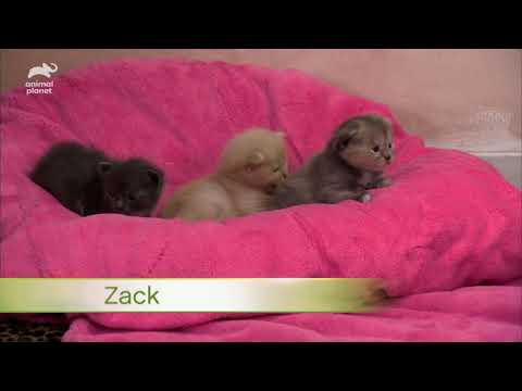 Curious Calico Kittens Explore Their Dog Grooming Salon Too Cute 
