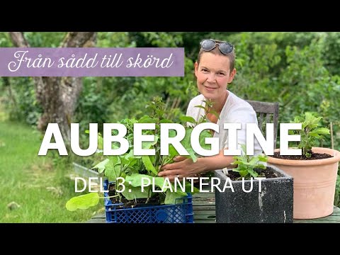 Video: När ska man plantera aubergineplantor? Sådd aubergine för plantor. Hur planterar man aubergineplantor?