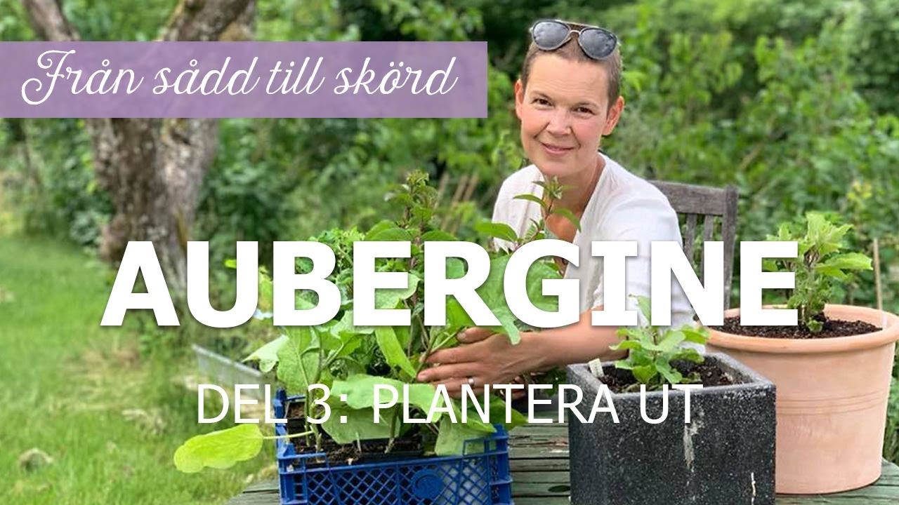 Aubergine från sådd till skörd - Del 3: Plantering
